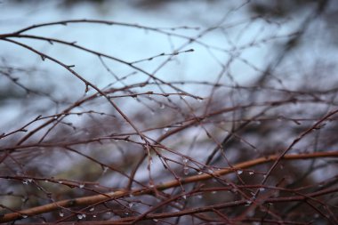 Dalları yaprakları damla ile olmadan. 