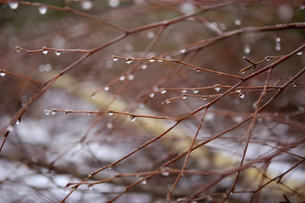 Branches without leaves with drops. — Stock Photo, Image