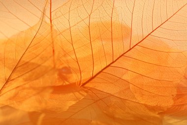 Kurutulmuş yaprakları doku.