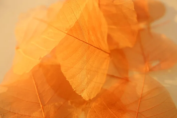 Textura de hojas secas . —  Fotos de Stock