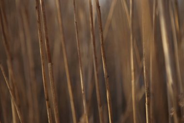 Kışın kuru reed saman arka plan. 