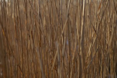 Kışın kuru reed saman arka plan. 