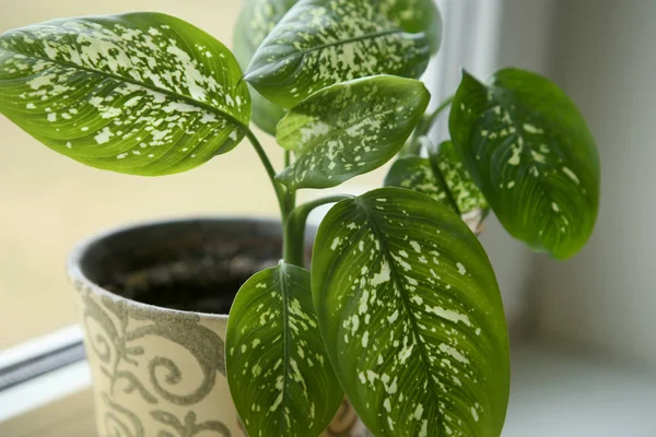 Dieffenbachia krukväxt nära fönster. — Stockfoto