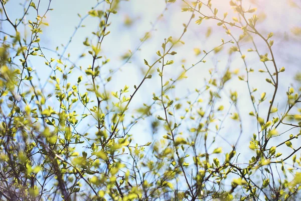 Pierwszy zielonych liści na wiosnę. — Zdjęcie stockowe