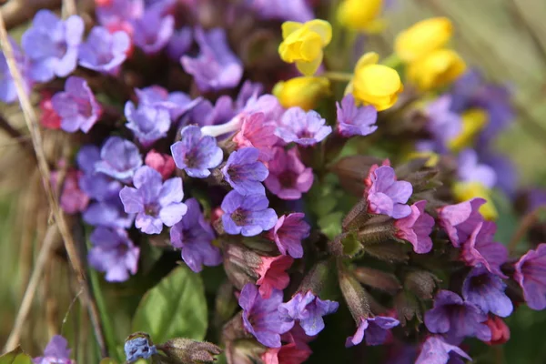 Fleurs de forêt sauvage au printemps . — Photo