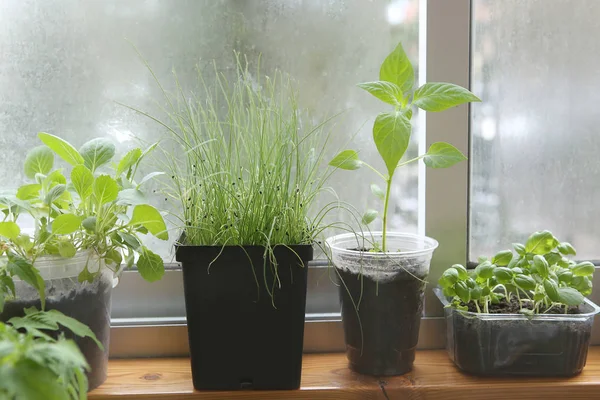 Spring seedlings: tomatoes, pepper, cabbages, basil and leeks. Vegetable seedlings in pots on windowsill. — Stock Photo, Image