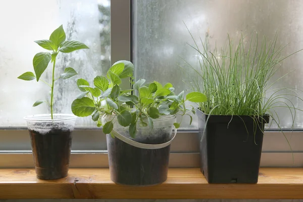 Spring seedlings: pepper, cabbages and leeks. — Stock Photo, Image