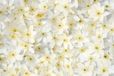 Beyaz yabani çiçekler arka plan.