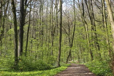 Orman bitki örtüsü bahar uyanış. 