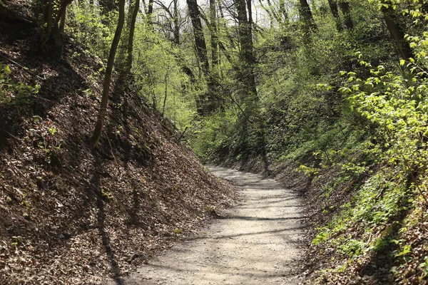 Kerti ösvény-ban erdő közelében folyó tavaszán george. — Stock Fotó
