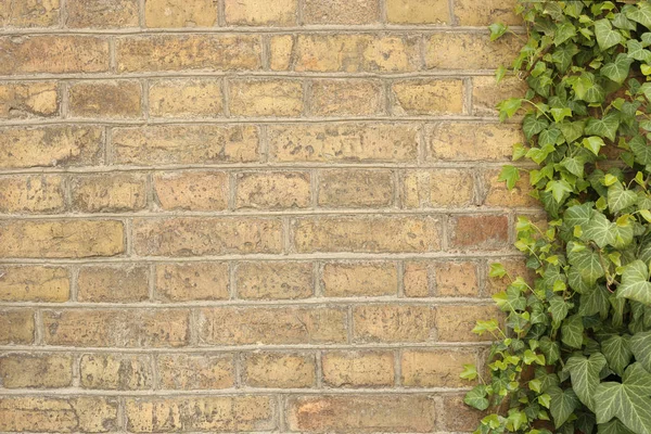 Muro de ladrillos viejos con enredadera . —  Fotos de Stock
