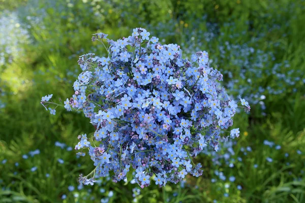 Wilde blauwe bloemen. — Stockfoto