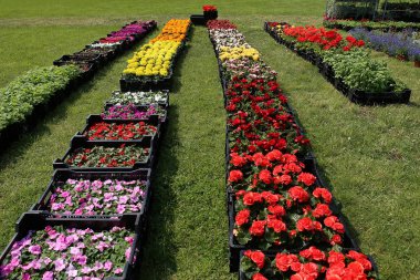 Çiçek fidesi satış için teklif. 