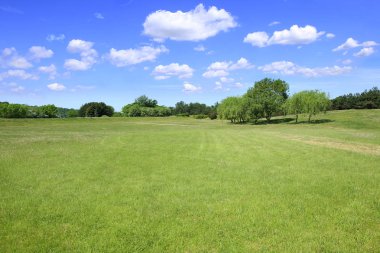 çim ve ağaçların yaz peyzaj. 
