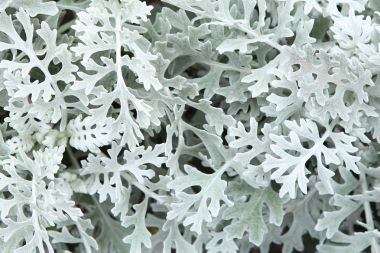 Dekoratif bitki gümüş toz Senecio Bicolor.