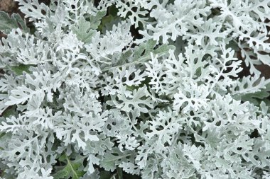 Dekoratif bitki gümüş toz Senecio Bicolor.