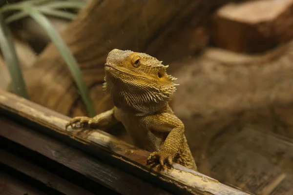 Dragão barbudo pogona vitticeps em cativeiro . — Fotografia de Stock