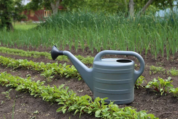 Arrosoir entre les jeunes lits de betteraves dans le jardin . — Photo