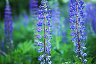 Kır çiçekleri lupines. 