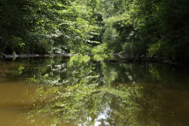 Suya yansıtan Nehri yakınında yemyeşil bitki örtüsü. 