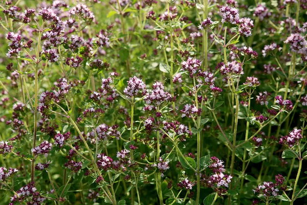 Oregano: Gewürz und Kraut. — Stockfoto