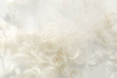 Tüyler ve beyaz tül kumaş arka plan. 