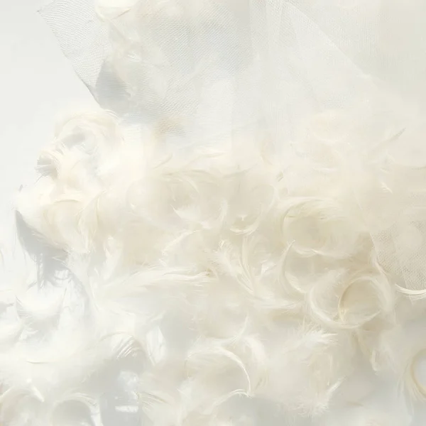 Plumes et fond en tissu de tulle blanc . — Photo