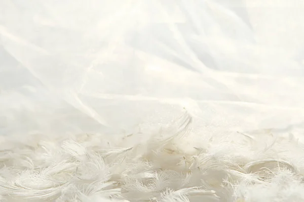 Plumes et fond en tissu de tulle blanc . — Photo