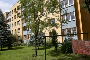 Begonya tuberhybrida pendula sepet asılı içinde. 