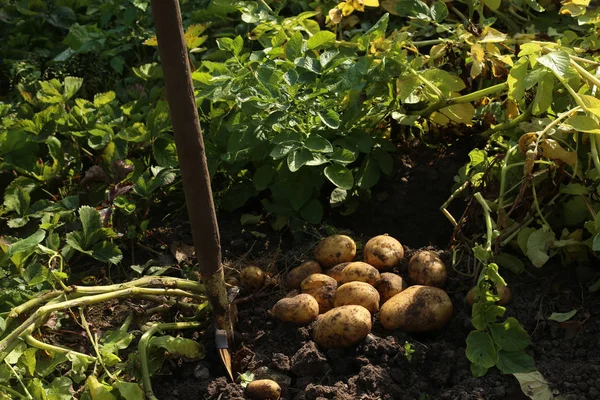 Creuser des pommes de terre dans le jardin . — Photo