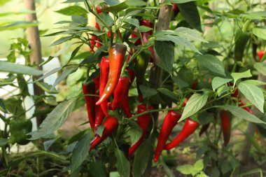 Sera içinde Chili peppers. 