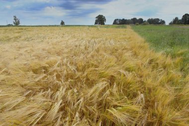 Arpa bitkileri büyüyen alanıyla çiftlik. 