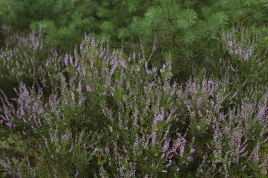 Ormanda çiçek açan heather, calluna vulgaris.