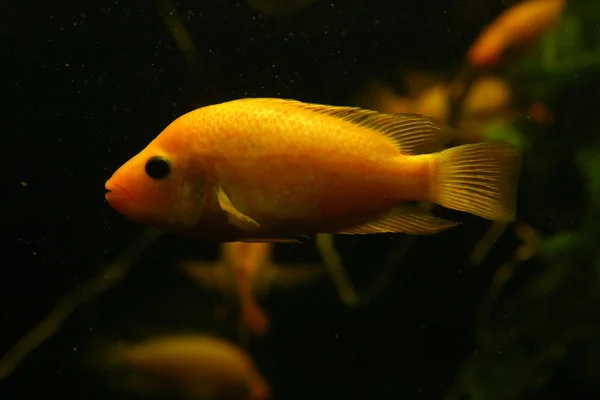 Oranžový akvarijních ryb. — Stock fotografie