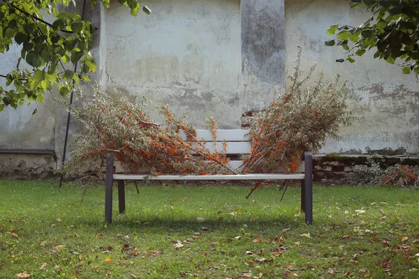 Branches d'argousier sur banc . — Photo