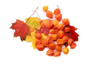 Physalis veya Çince fener bitki ve akçaağaç yaprakları üzerinde izole beyaz arka plan. 