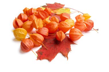 Physalis veya Çince fener bitki ve akçaağaç yaprakları üzerinde izole beyaz arka plan. 