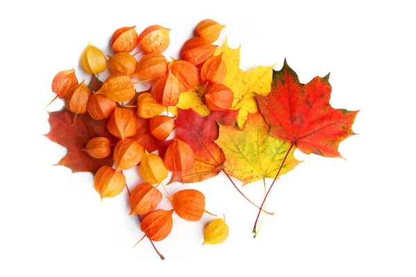 Physalis veya Çince fener bitki ve akçaağaç yaprakları üzerinde izole beyaz arka plan. 