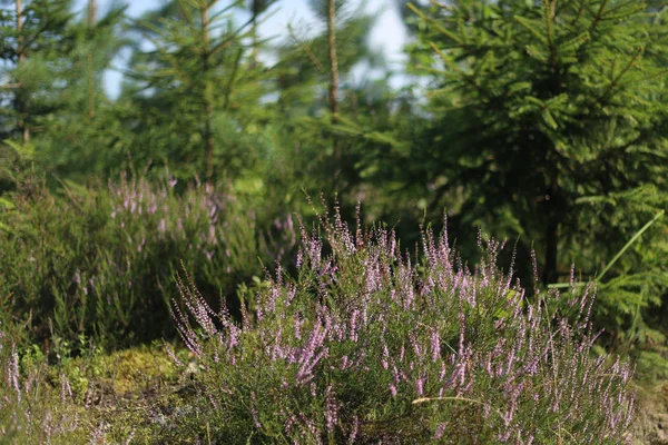 Heather, calluna vulgaris, kvetoucí v lese. — Stock fotografie