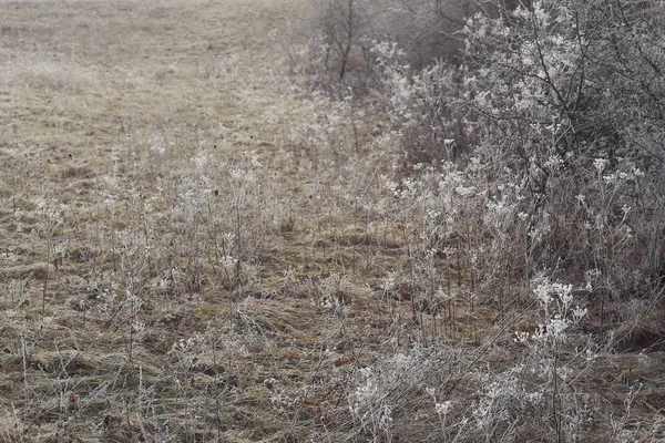 Froid Rauque Sur Herbe Sèche Dans Prairie Herbe Gelée Fleurs — Photo