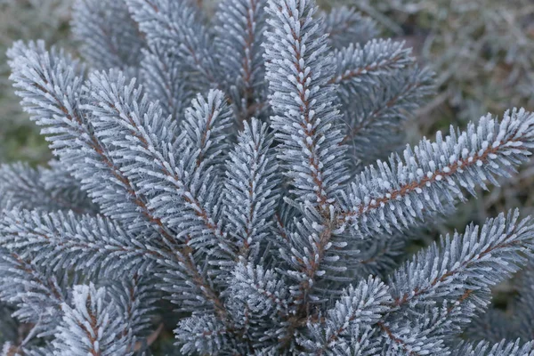 Иней Синих Еловых Ветвях Первая Покрытая Морозом Ель Picea Pungens — стоковое фото