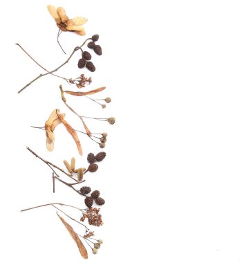 Kurumuş ağaç çiçek, çiçekler, beyaz arka plan üzerinde izole meyve. Kurutulmuş bitkiler kış döneminde toplandı.