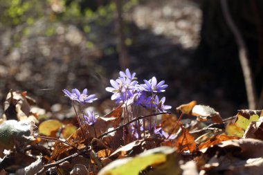 İlk Bahar çiçek Anemone mantarı. Menekşe ortak hepatik, yosunları veya ormandaki kidneywort.