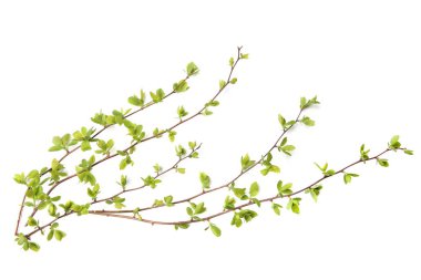 Beyaz arka plan üzerinde izole yeşil ağaç dalları. Bahar dalları genç yaprakları ile.