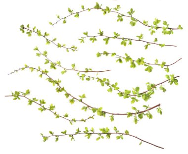 Beyaz arka plan üzerinde izole yeşil ağaç dalları. Bahar dalları genç yaprakları ile.