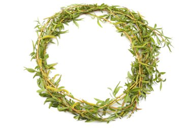 Beyaz arka plan üzerinde izole yeşil söğüt dalları çelenk. Genç yaprakları ile bahar ağaç dalları.