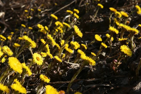 Pierwsze Wiosenne Kwiaty Coltsfoots Podbiał Pospolity Yellown Kwiaty Lesie — Zdjęcie stockowe