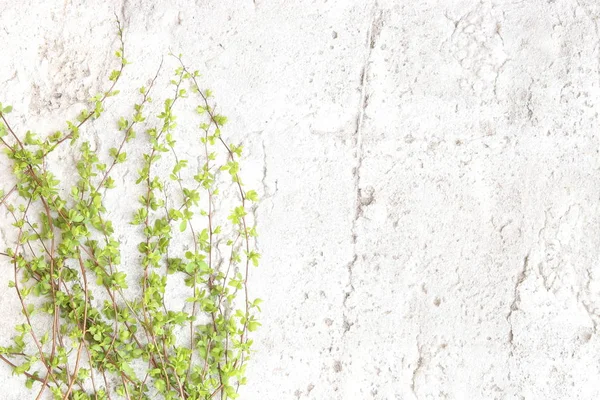 Гілки Зеленого Дерева Фоні Білого Каменю Весняні Гілки Молодим Листям — стокове фото