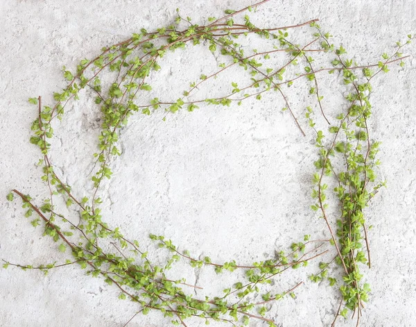 Каркас Гілками Зеленого Дерева Фоні Білого Каменю Весняні Гілки Молодим — стокове фото
