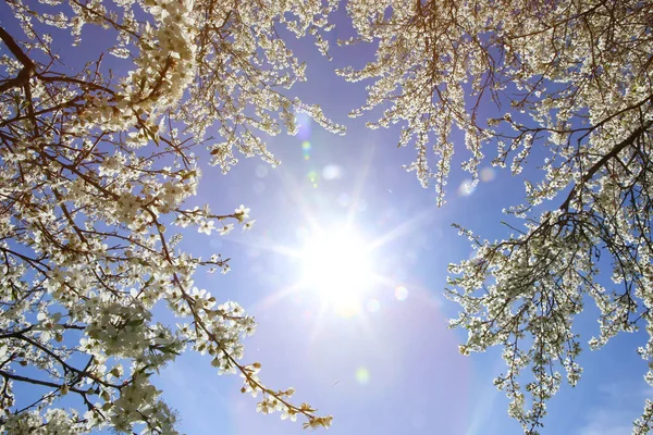 Patrząc Jasne Słońce Błękitne Niebo Pośrednictwem Oddziałów Gałęzie Drzewa Kwitnące — Zdjęcie stockowe